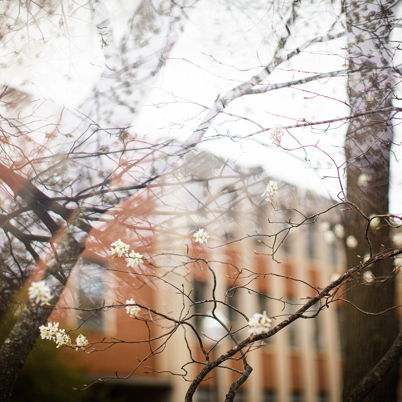 dreamlike image of spring trees on campus