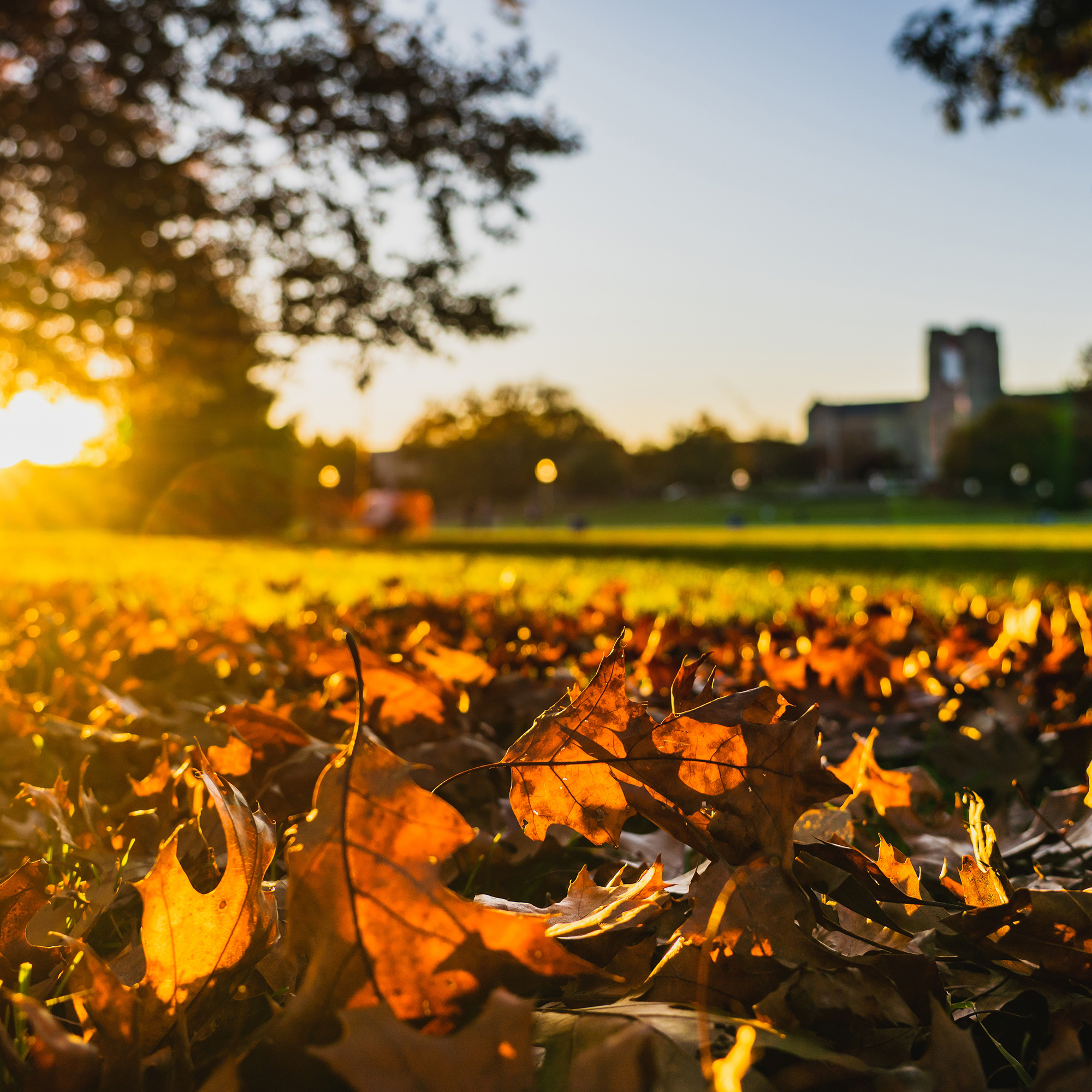 sun starting to get low in the sky on the drillfield